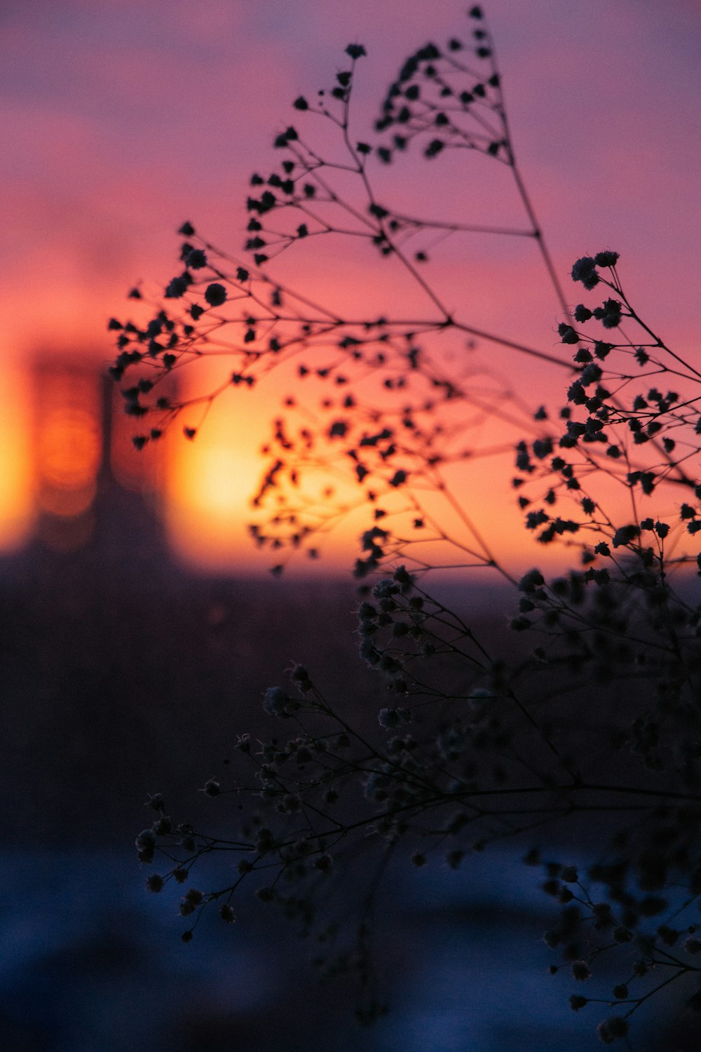 white flowers with water droplets during sunset