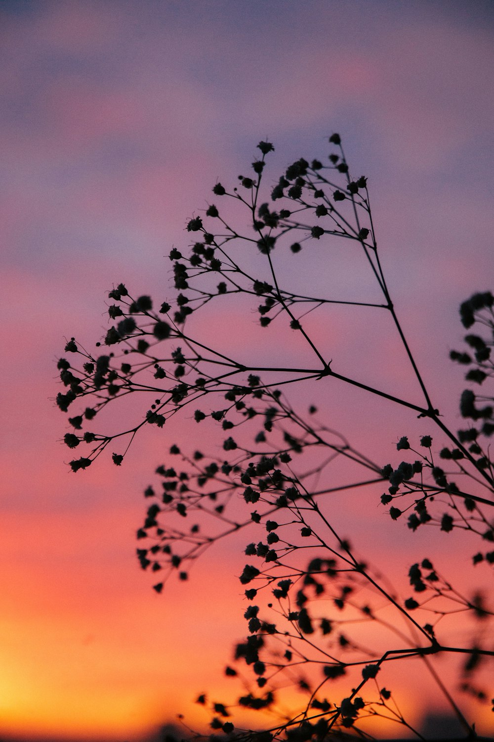 silhouette of tree during sunset