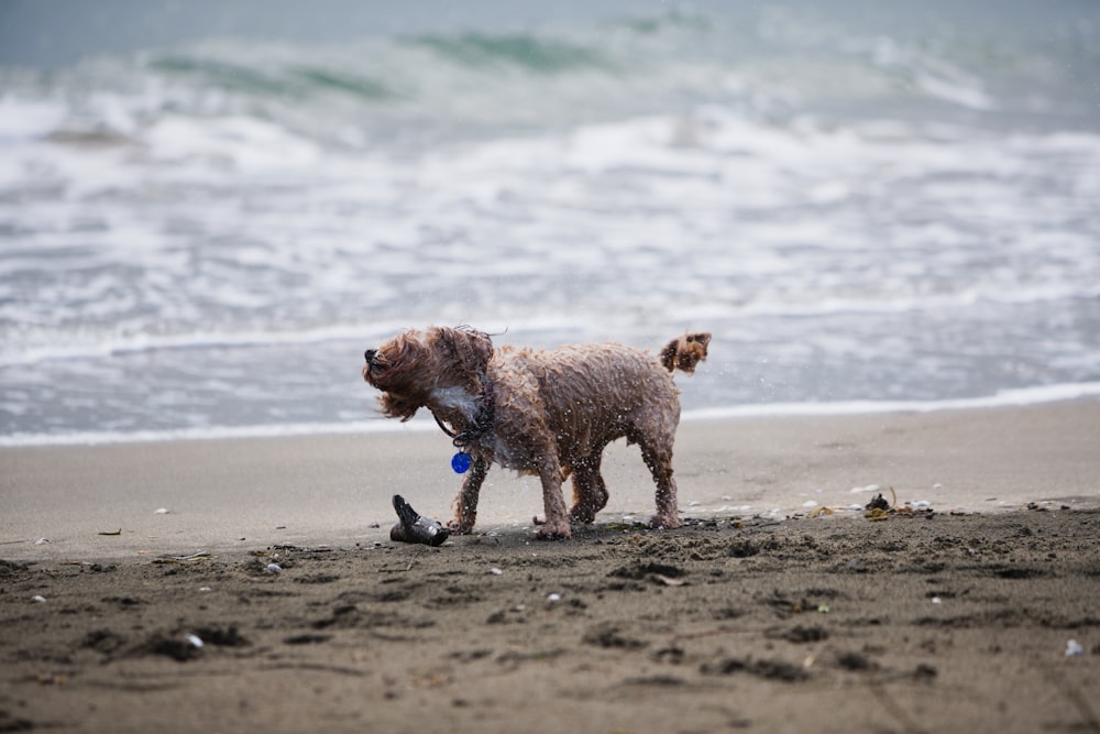 brown short coated dog on beach during daytime