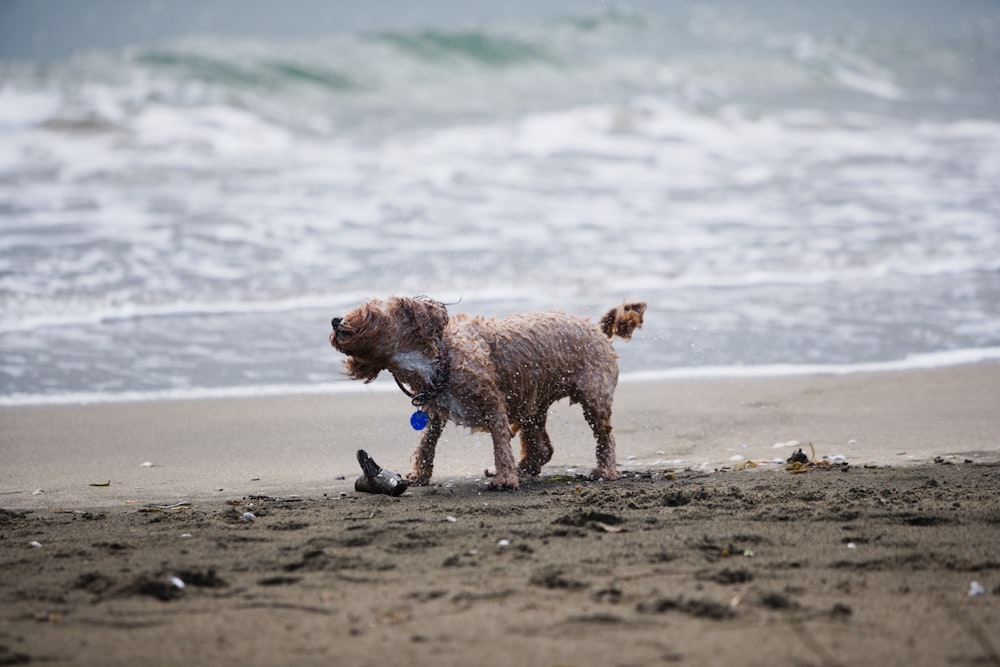 Cane a pelo corto marrone sulla spiaggia durante il giorno