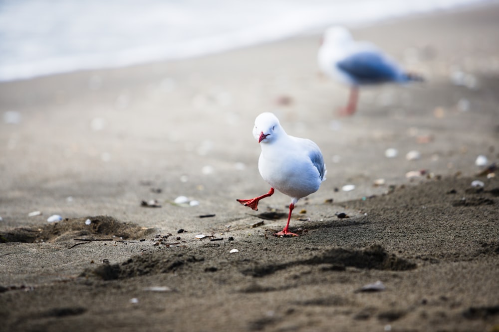 uccello bianco e grigio su sabbia marrone durante il giorno