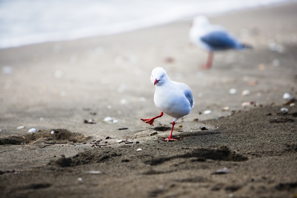 white and gray bird on brown sand during daytime