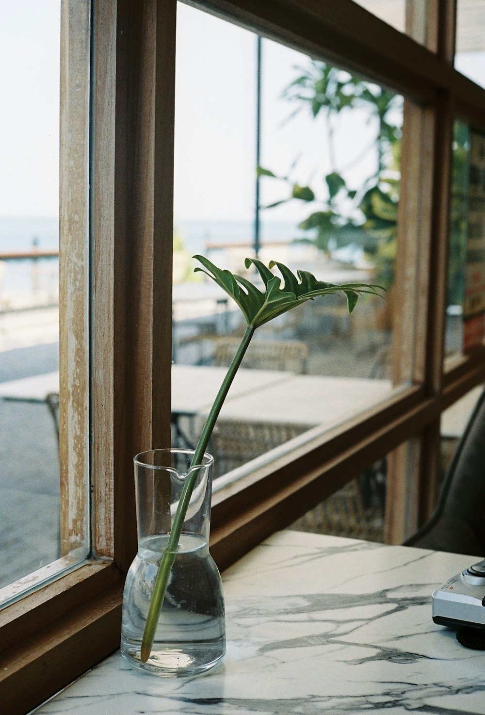 green plant on brown wooden table