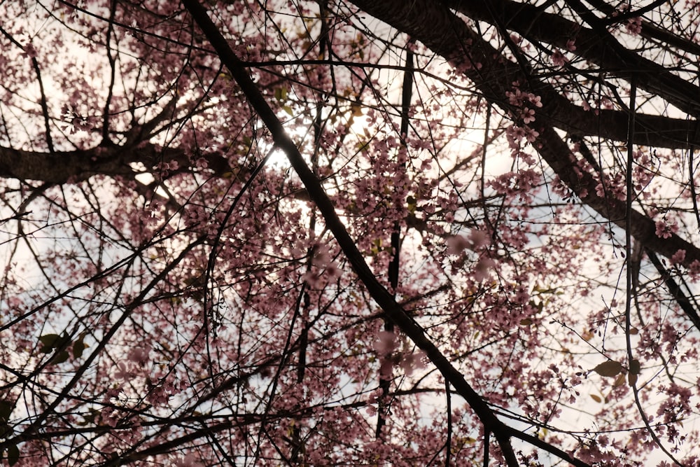 árvore de flor de cerejeira rosa e branca