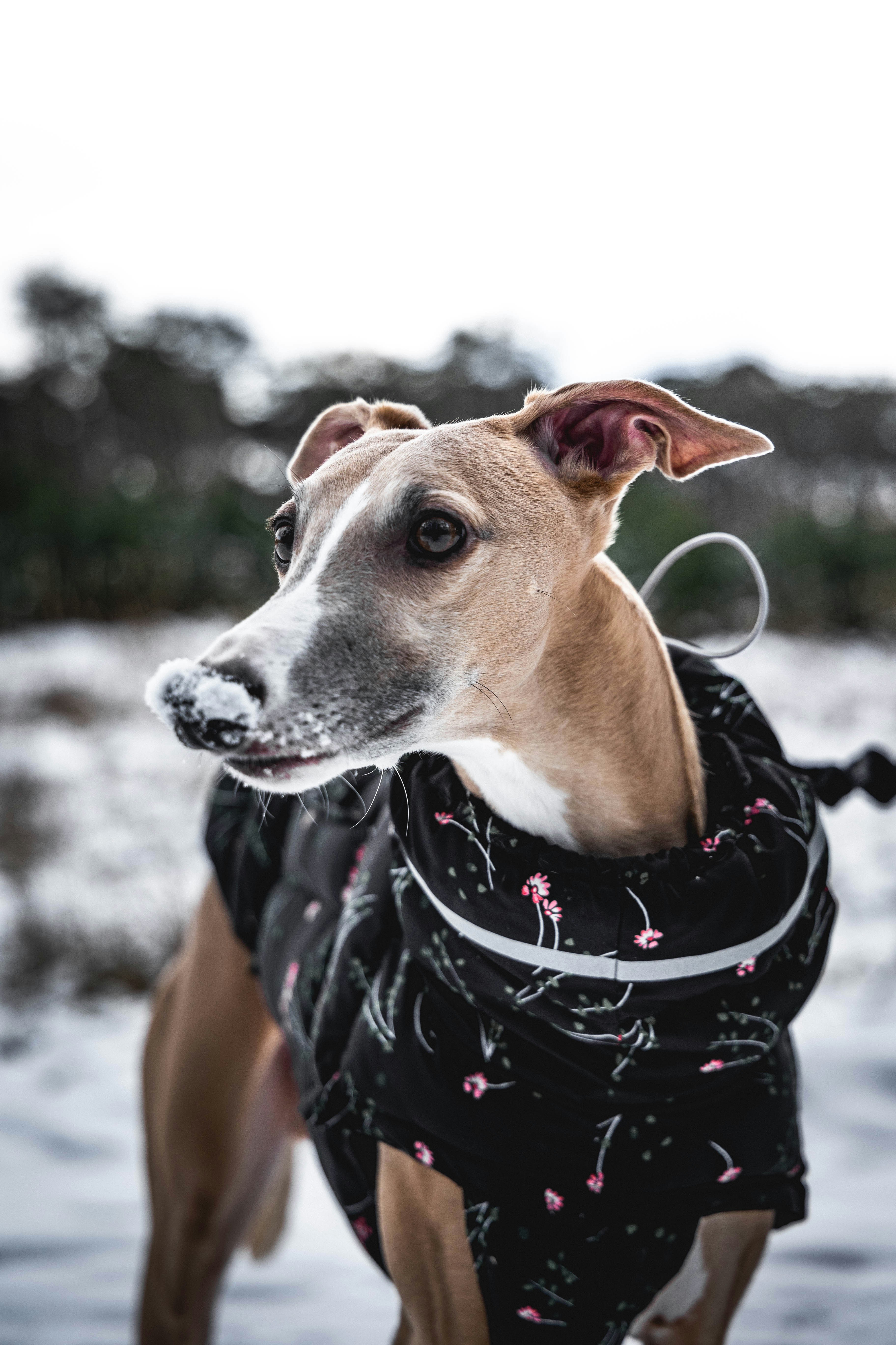 brown and white short coated dog wearing black and white scarf