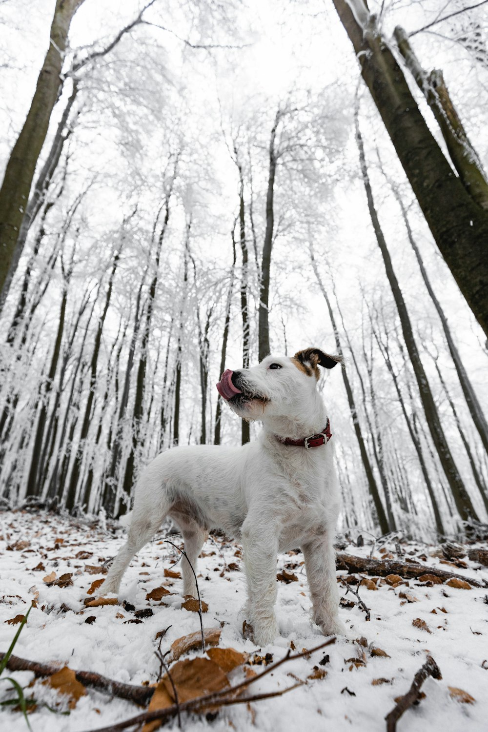white and brown short coated dog on snow covered ground