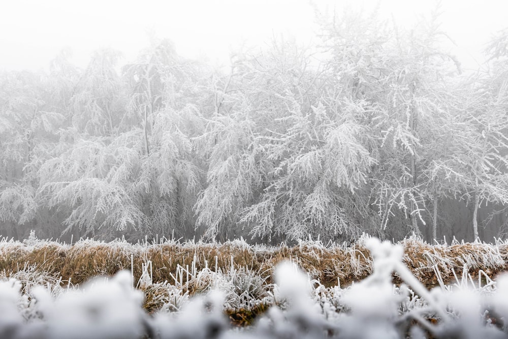 white snow covered tree during daytime