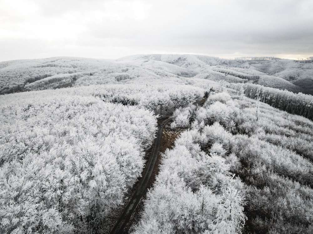 snow covered trees under white sky during daytime