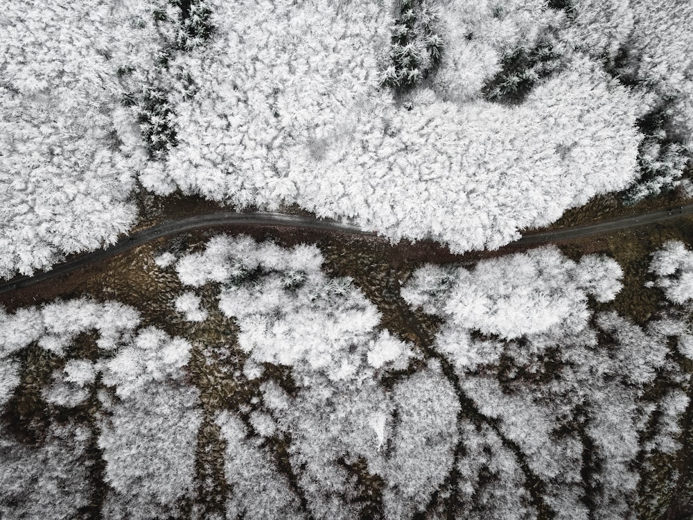 white and brown tree branches