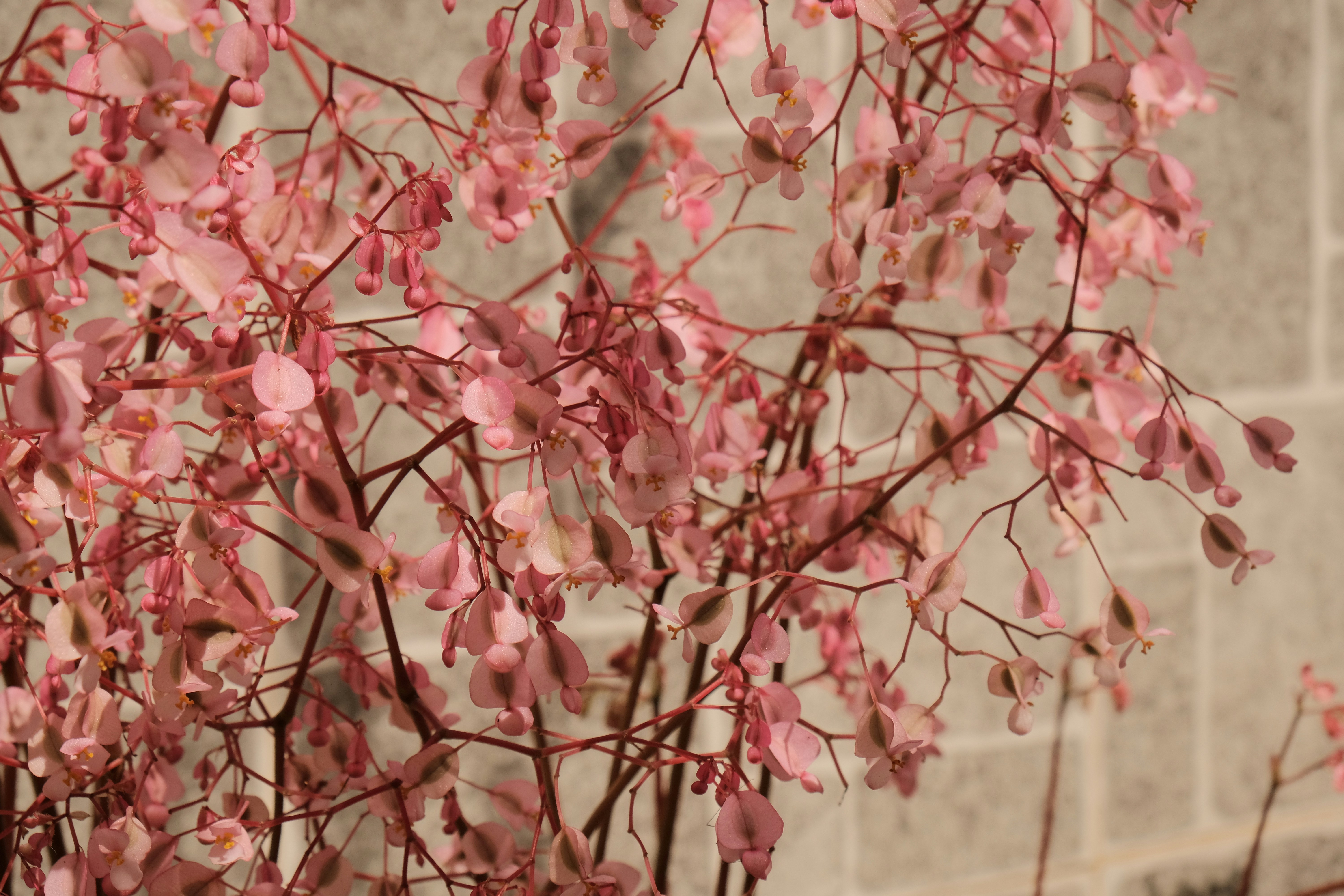 pink cherry blossom in close up photography