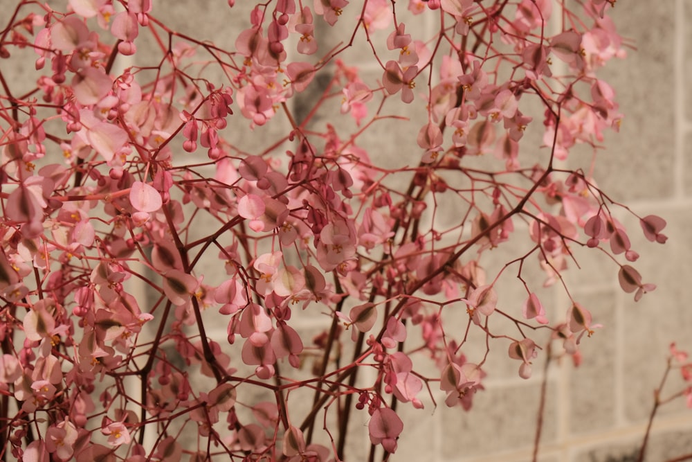 flor de cerejeira rosa em fotografia de perto