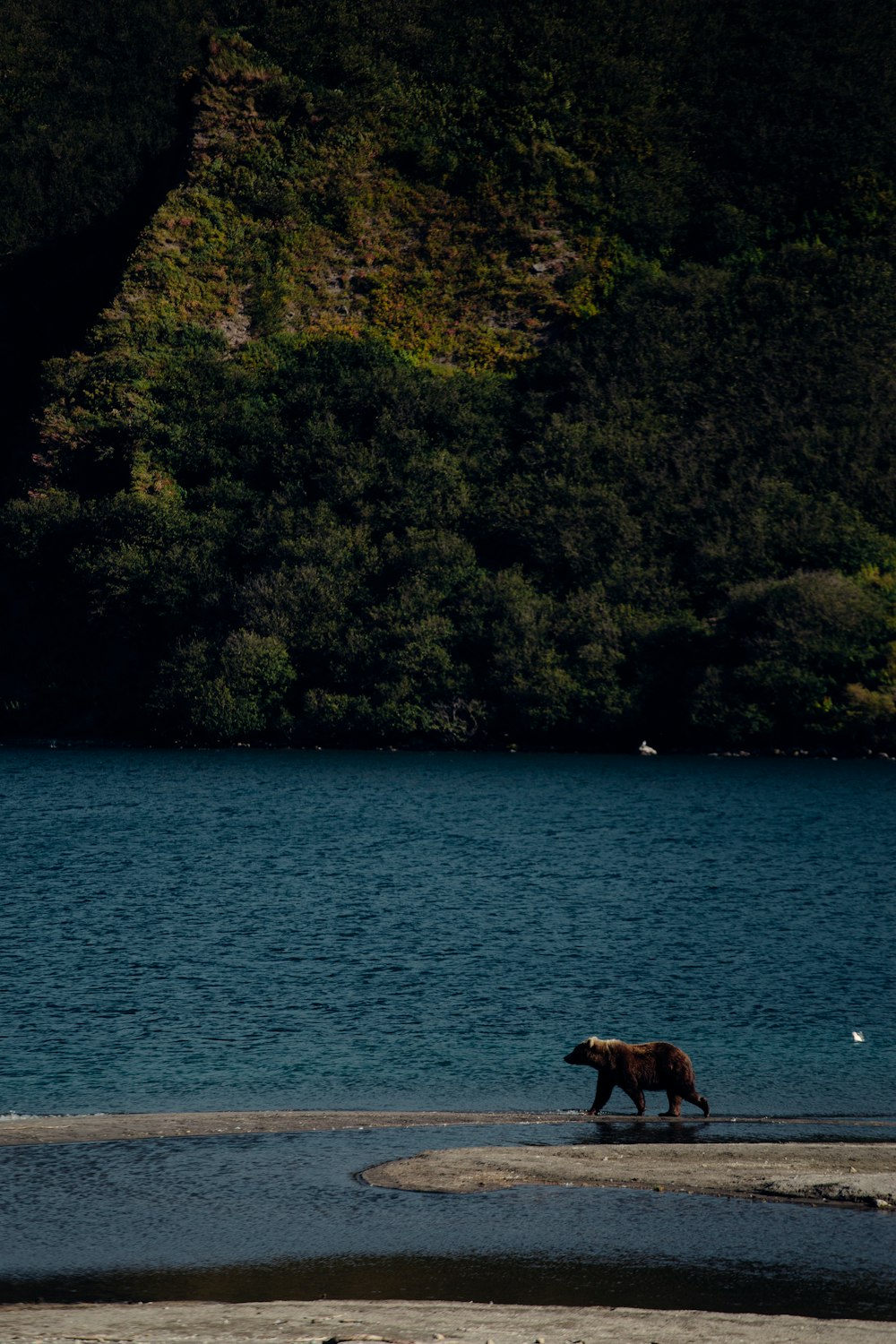 brown horse on body of water during daytime