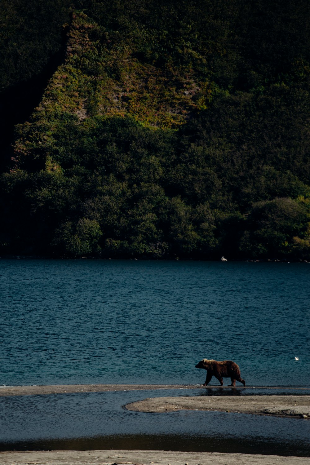 Caballo marrón en el cuerpo de agua durante el día