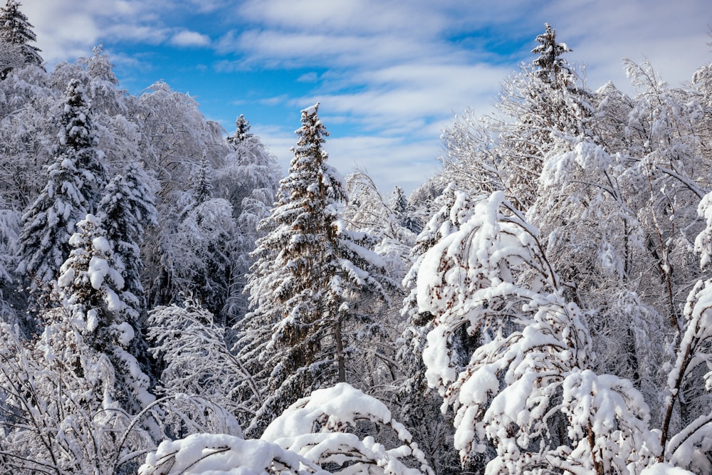 snow covered trees under blue sky during daytime