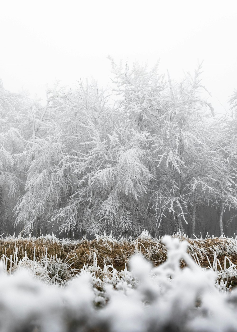 white and brown trees covered with snow