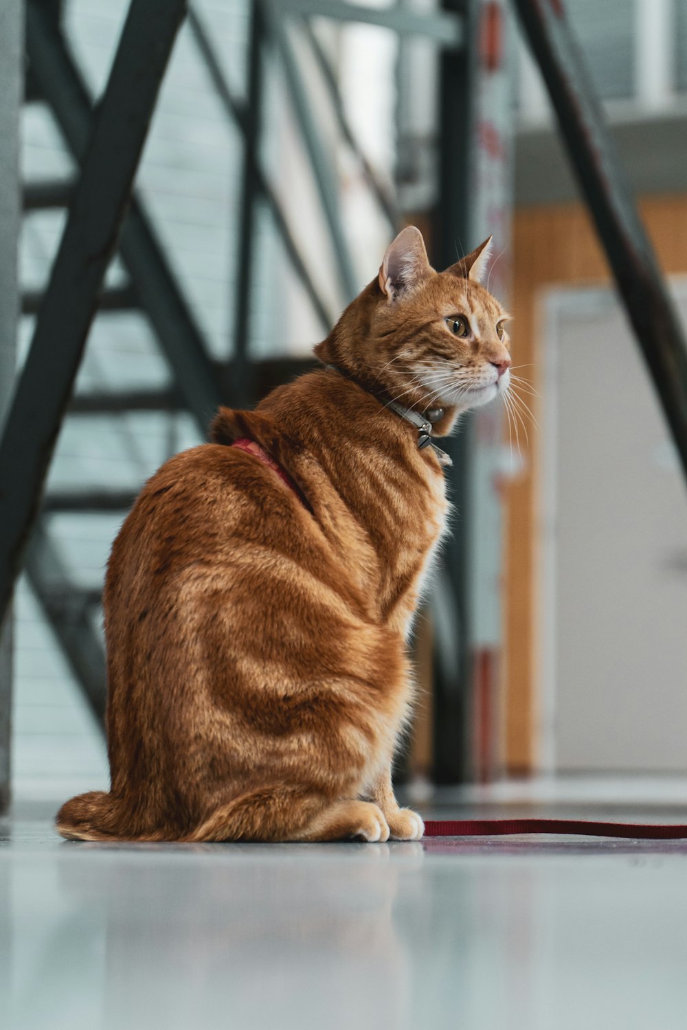 gato tabby laranja na mesa de madeira marrom