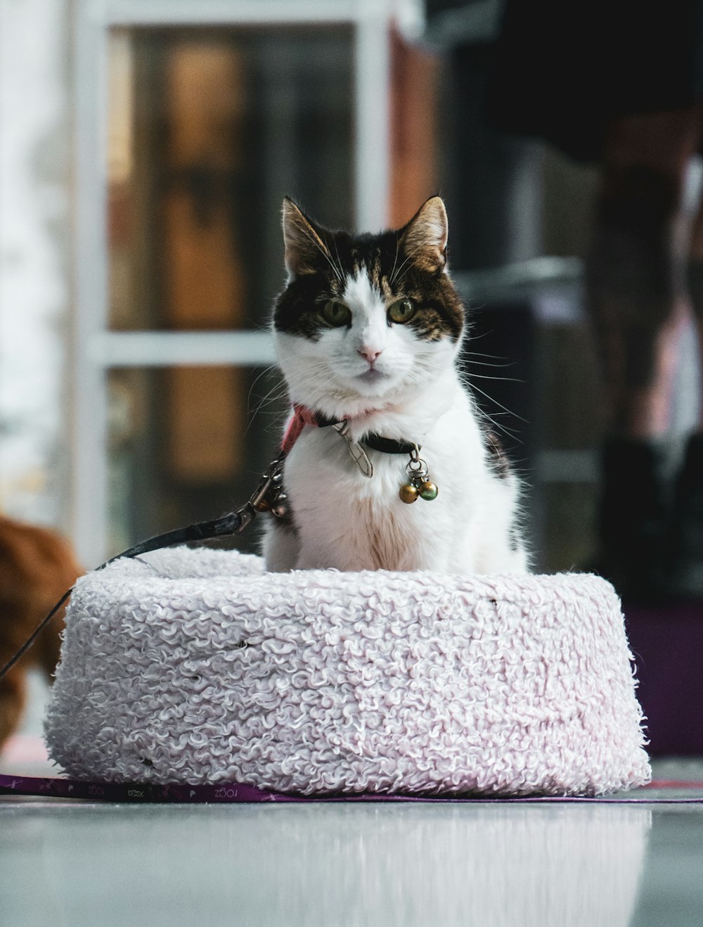 white and black cat on white cat tree