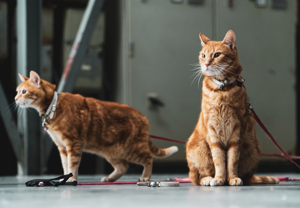 orange tabby cat on red and blue table