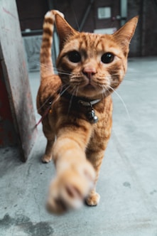 orange tabby cat on white floor