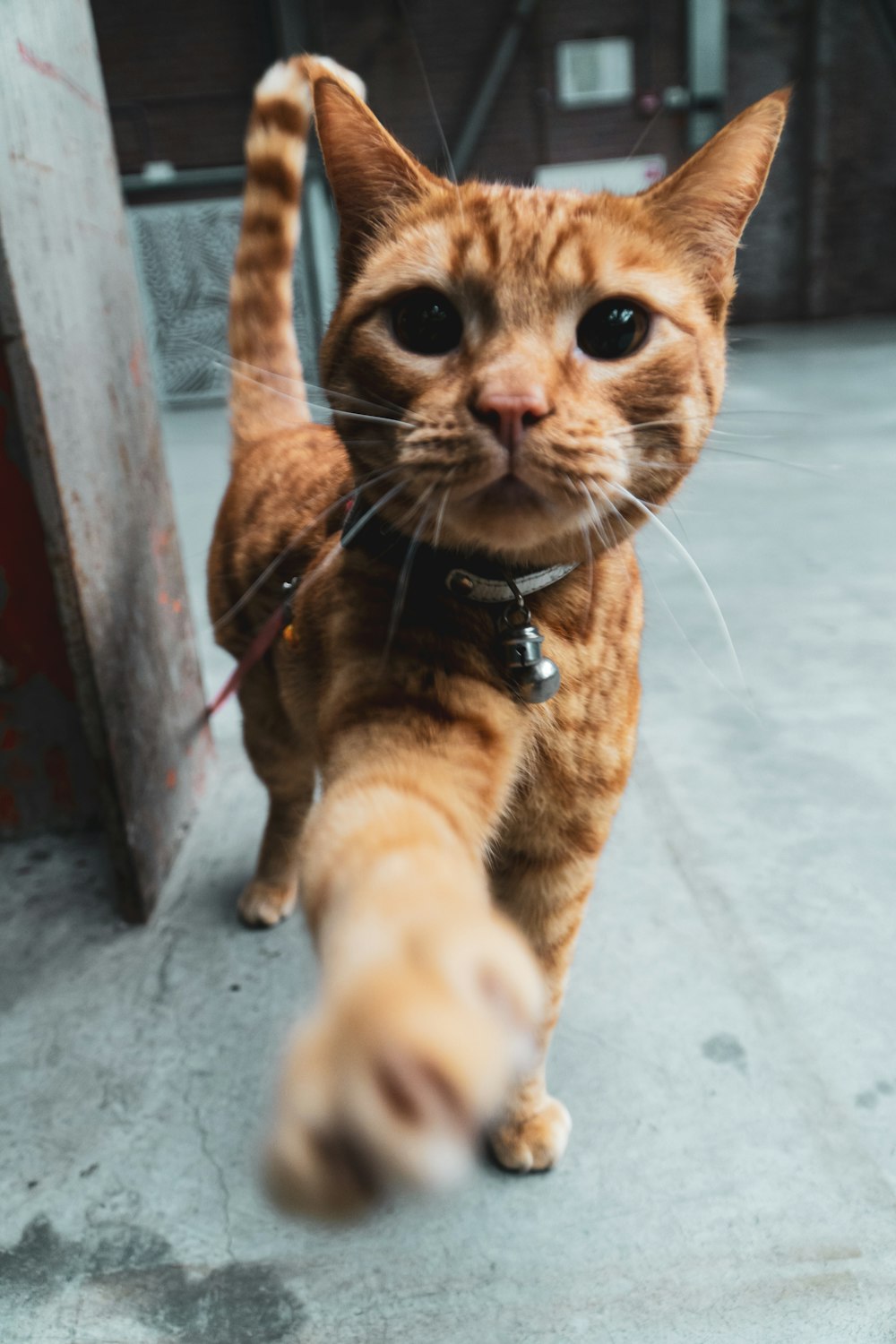 orange tabby cat on white floor