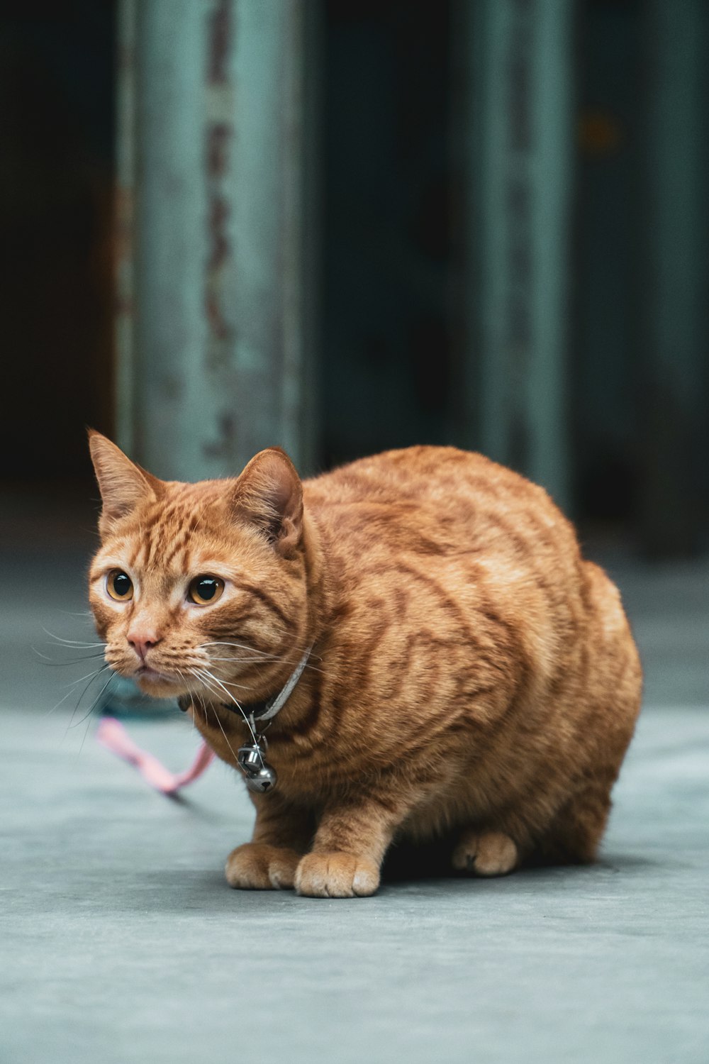 orange tabby cat with pink leash