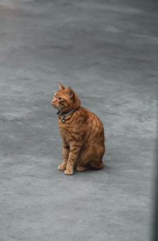 A ginger cat sits calmly on a grey concrete surface, wearing a collar with a bell attached.