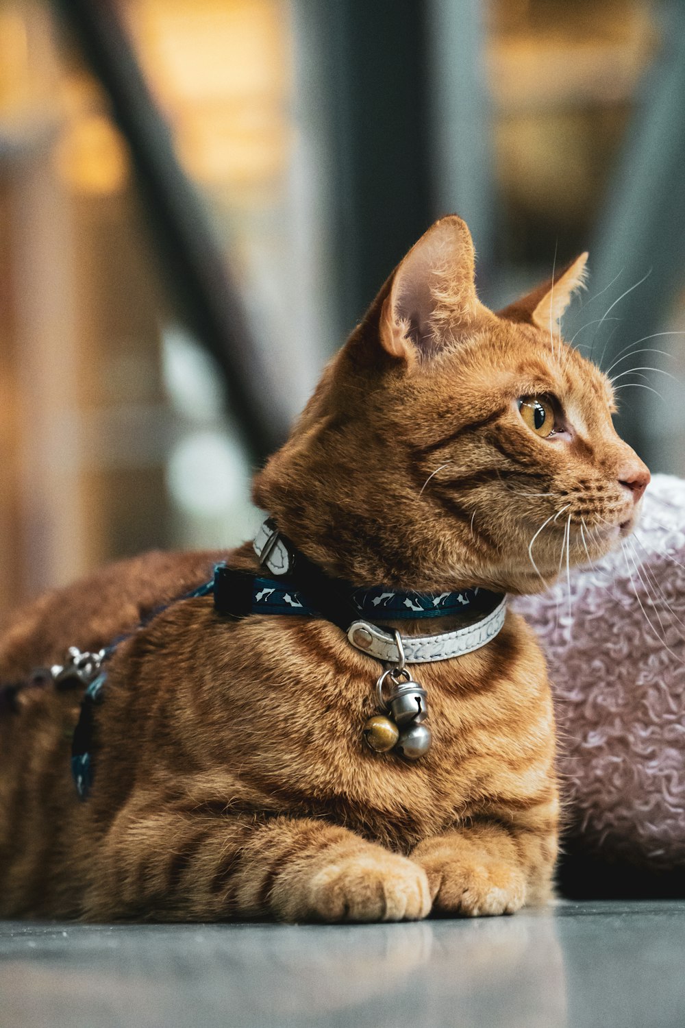 orange tabby cat with red collar