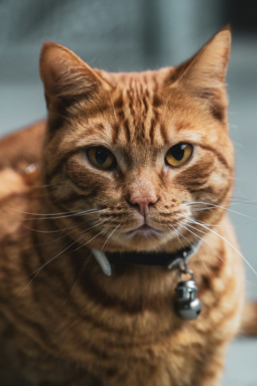 orange tabby cat with silver necklace