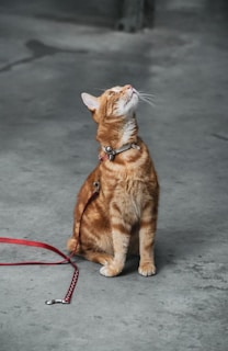 A ginger tabby cat with a collar and leash looks upwards while sitting on a concrete floor. The cat's fur is a warm orange color, and it wears a silver bell on its collar. The red leash is loosely coiled on the ground beside it.
