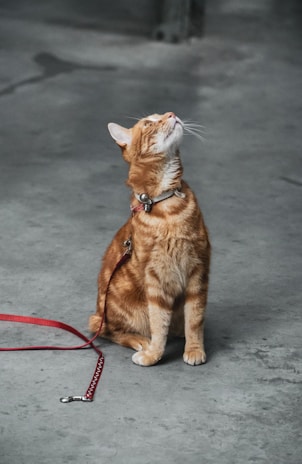 A ginger tabby cat with a collar and leash looks upwards while sitting on a concrete floor. The cat's fur is a warm orange color, and it wears a silver bell on its collar. The red leash is loosely coiled on the ground beside it.