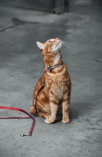 A ginger tabby cat with a collar and leash looks upwards while sitting on a concrete floor. The cat's fur is a warm orange color, and it wears a silver bell on its collar. The red leash is loosely coiled on the ground beside it.