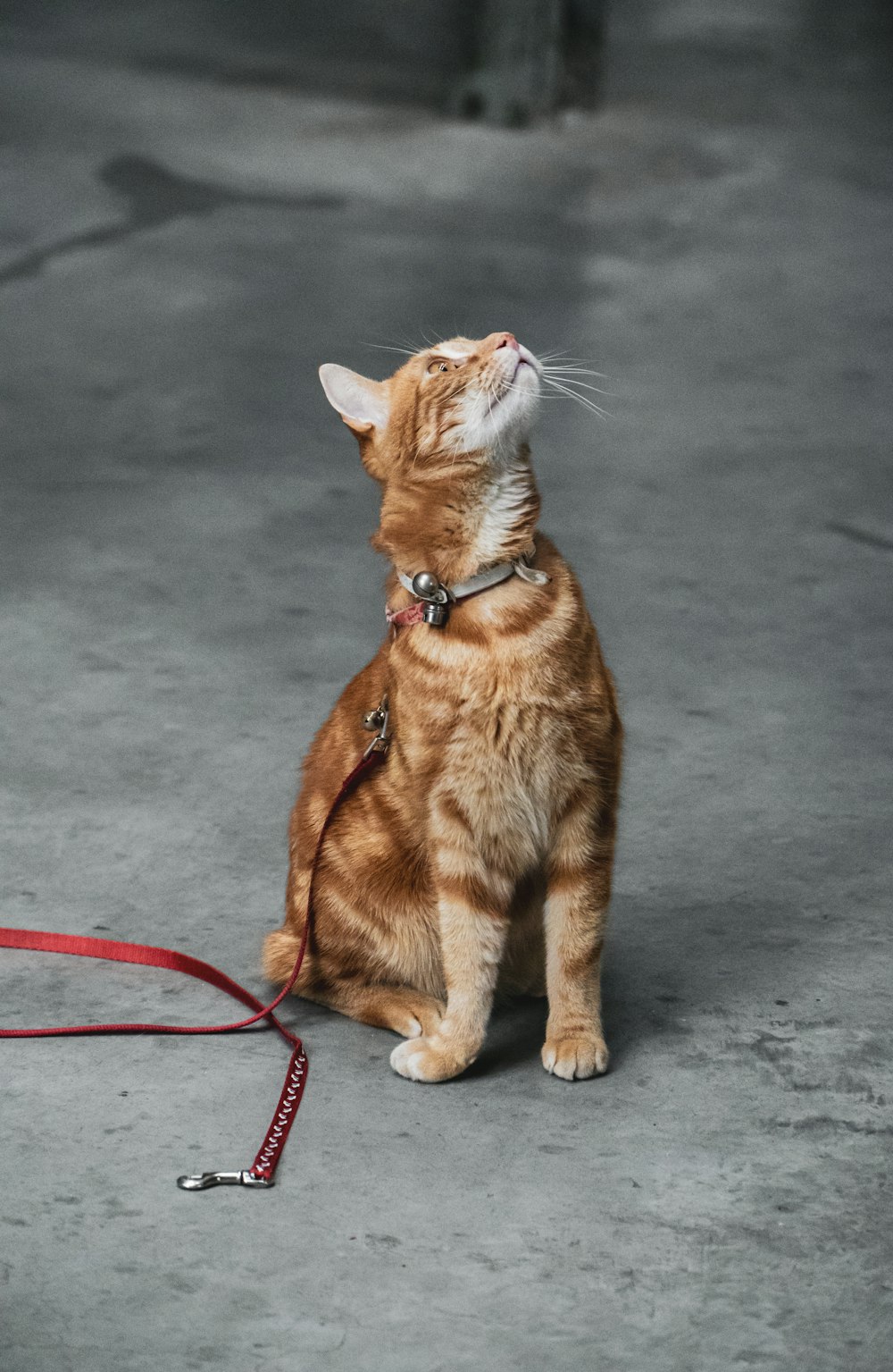 orange tabby cat with red leash