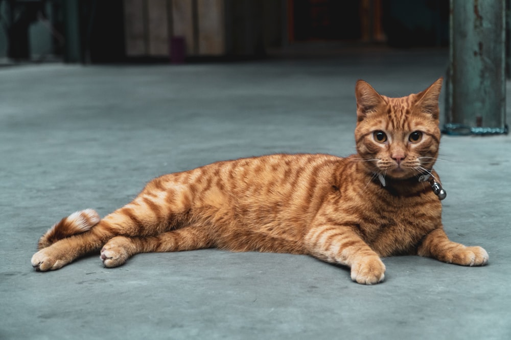 gato atigrado naranja acostado en el suelo azul