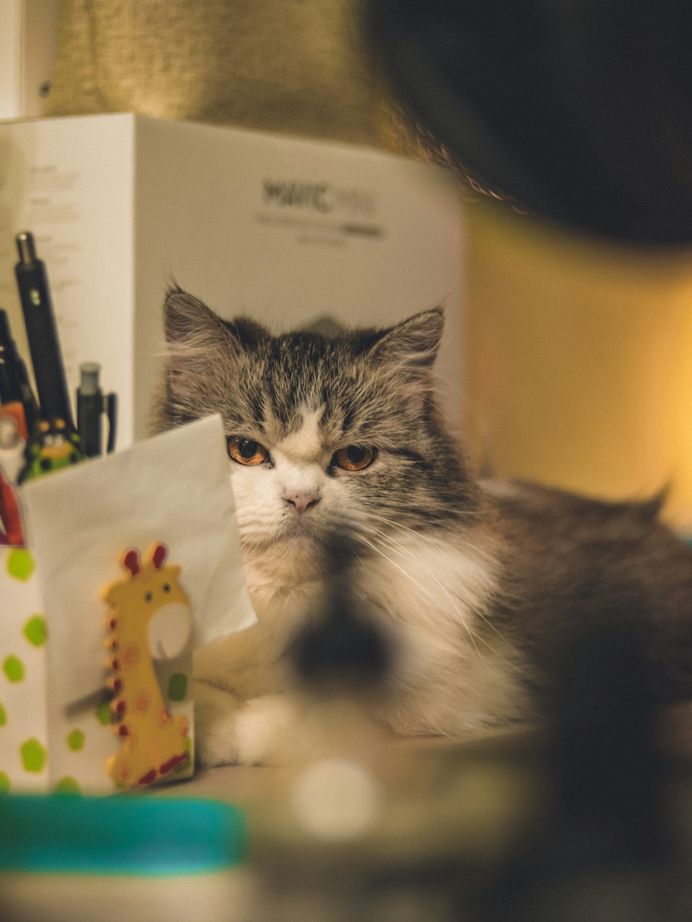 silver tabby cat on white and red polka dot paper bag