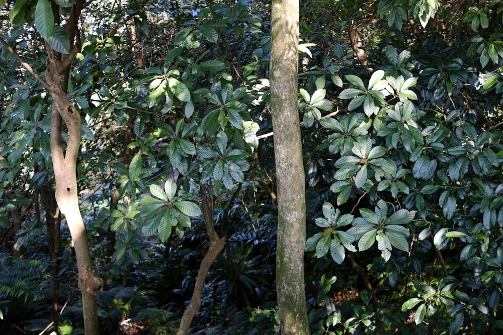 green leaves on brown tree