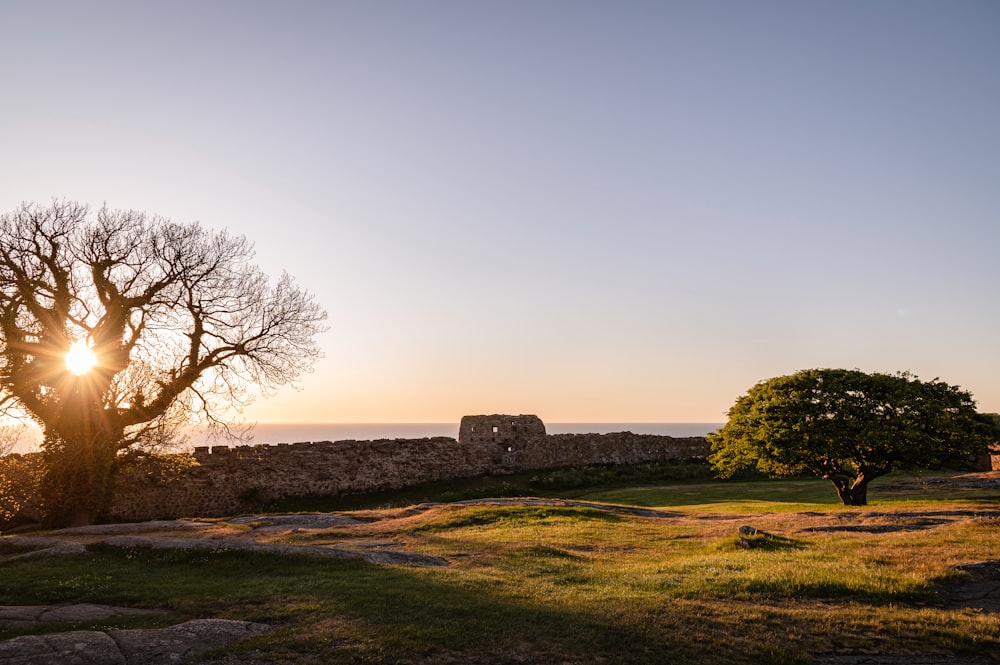 campo de hierba verde con árboles bajo el cielo blanco durante el día