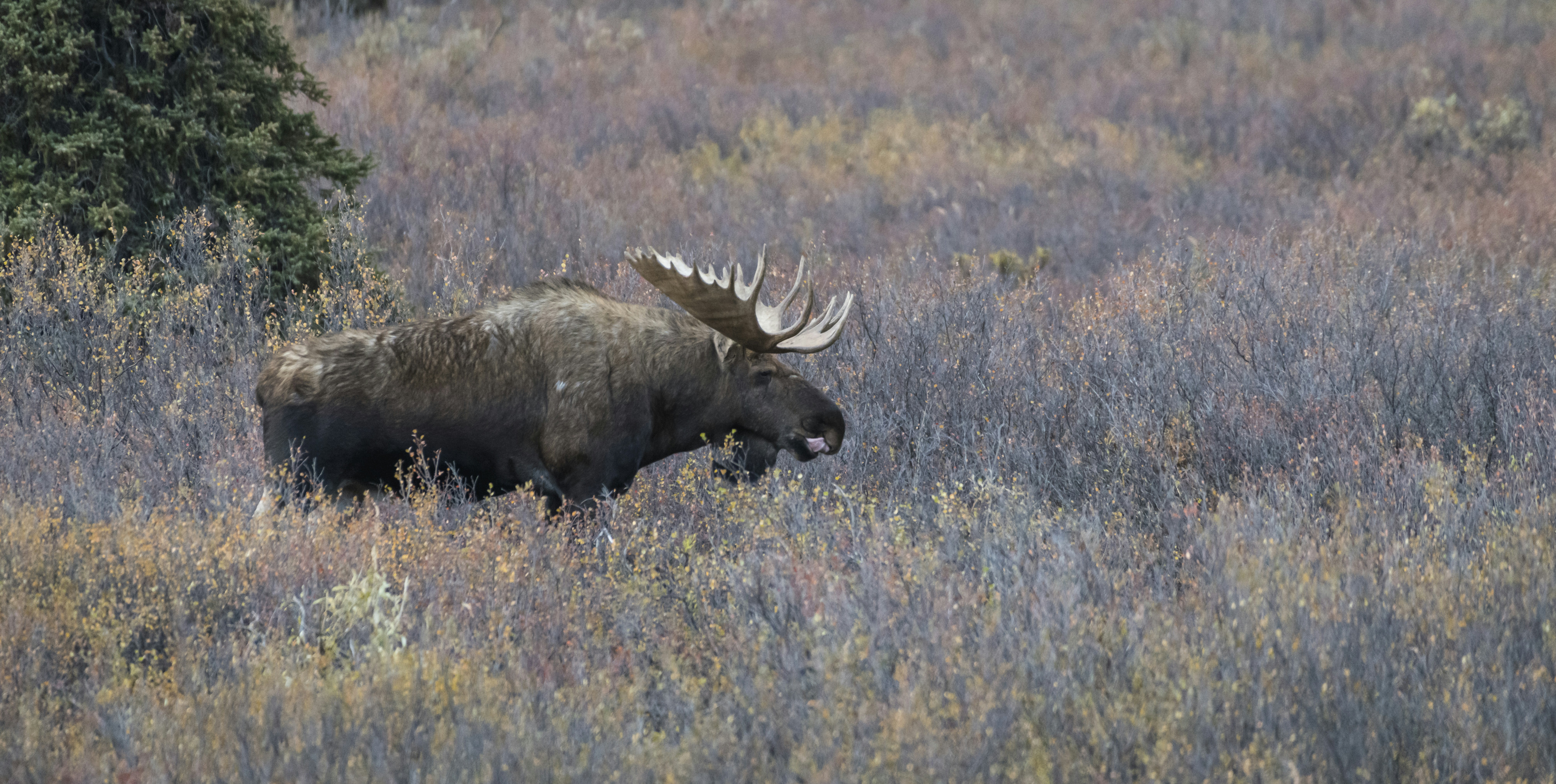 brown animal on brown grass field during daytime, September, Bull moose with massive antlers near Denali National Park, Alaska