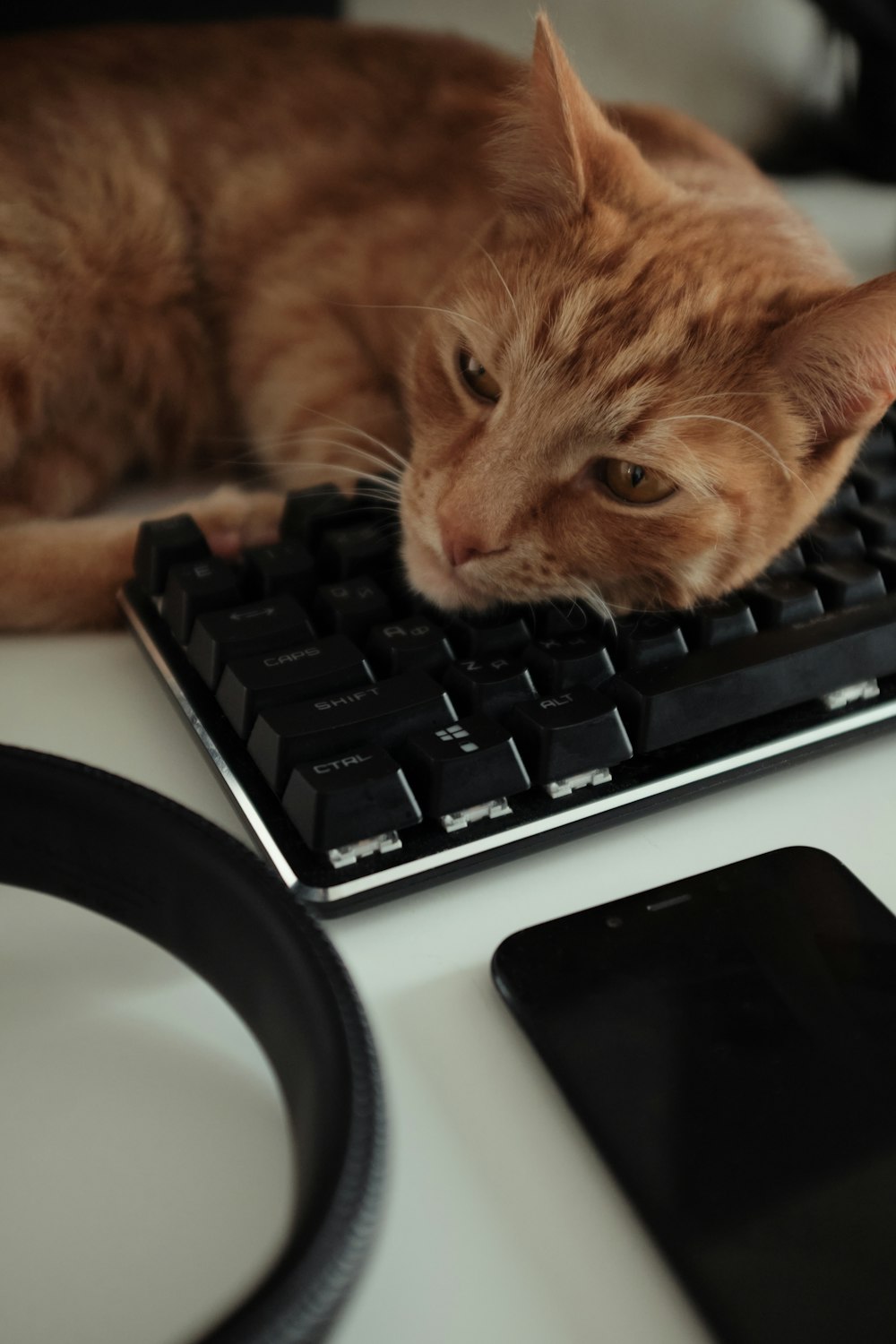 orange tabby cat beside black computer keyboard