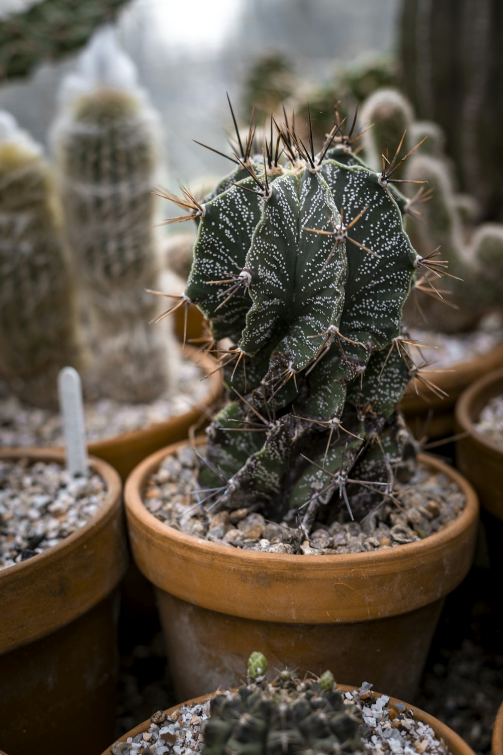 plante de cactus vert dans un pot en argile brune