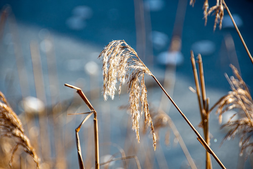 brown wheat in close up photography