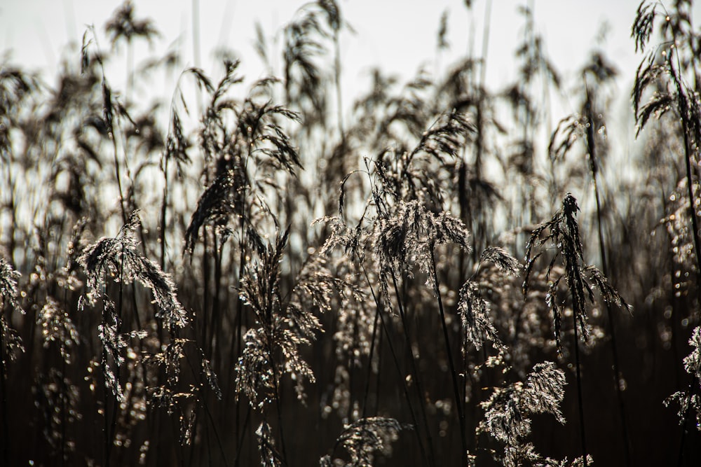 brown wheat field during daytime