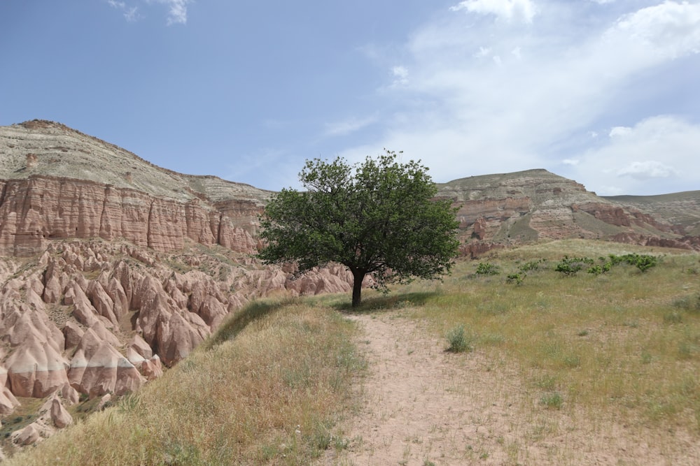 green tree on brown field near brown rocky mountain under blue sky during daytime