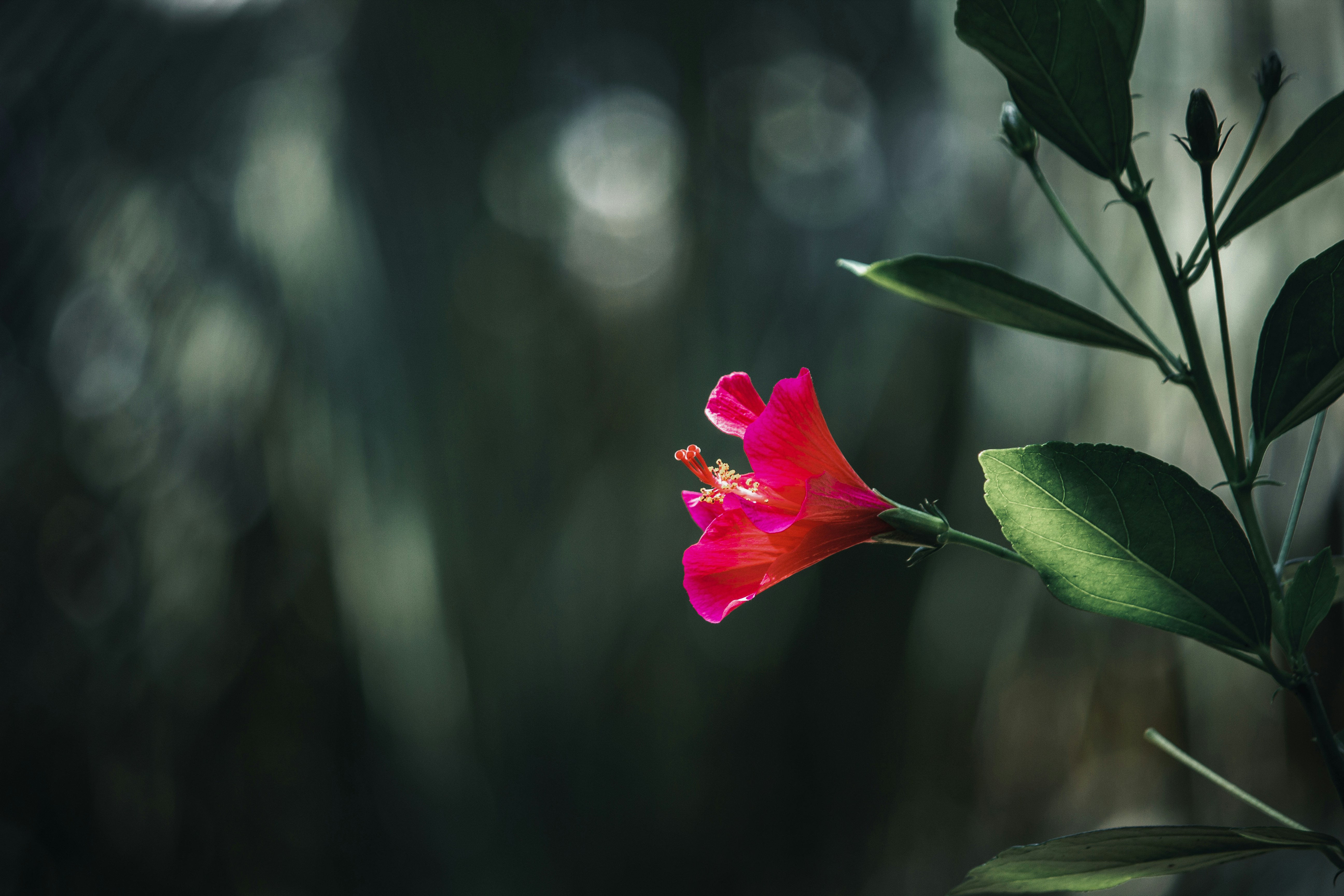 Photo by thilak_cm212