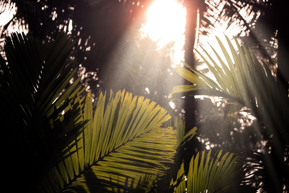 green palm tree during daytime