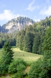 A scenic farm landscape with cows grazing under a clear blue sky.