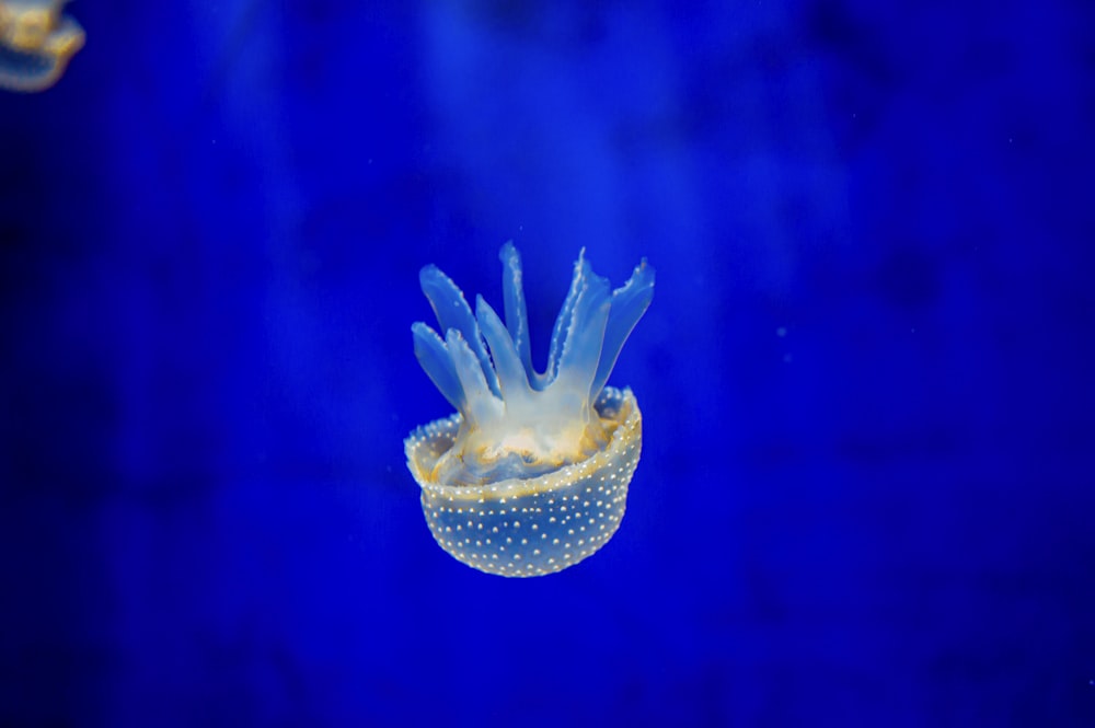 blue and white jellyfish in water