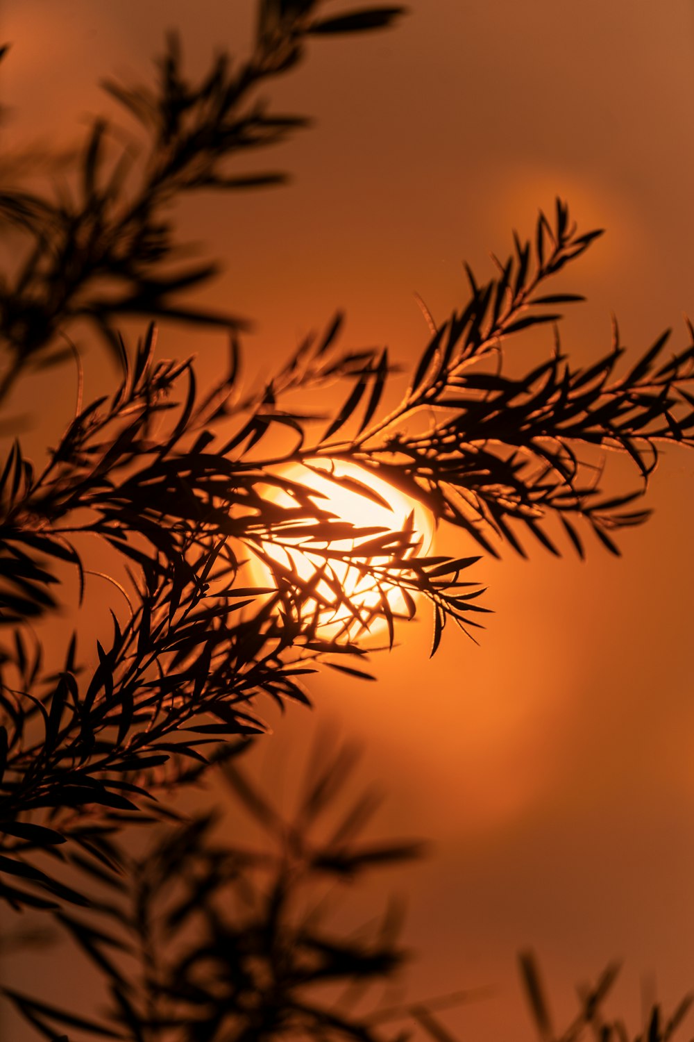 brown plant in close up photography