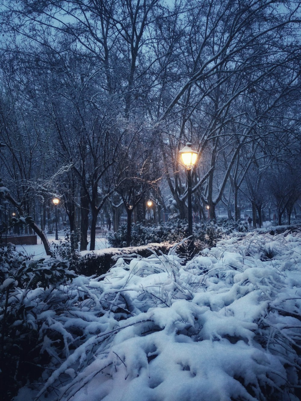 夜間は雪に覆われた地面と裸木