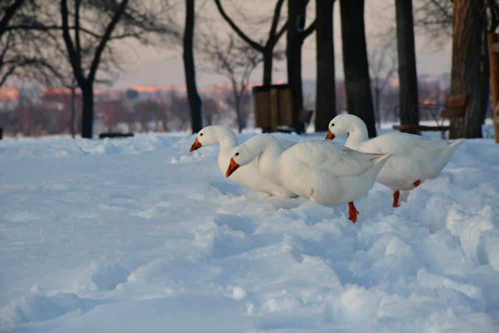 white swan on snow covered ground during daytime