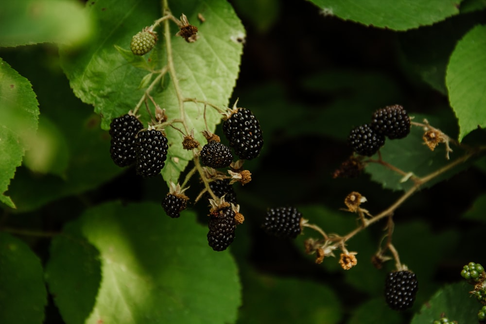 frutos redondos negros sobre hoja verde